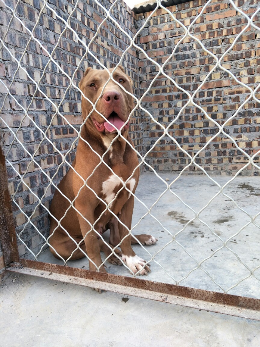 巨型比特犬