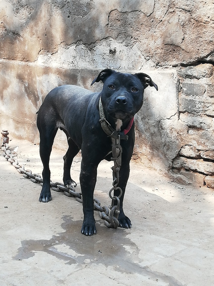 鳄鱼,爱丽 - 比特犬交易 - 猛犬俱乐部-中国具有影响力的猛犬网站