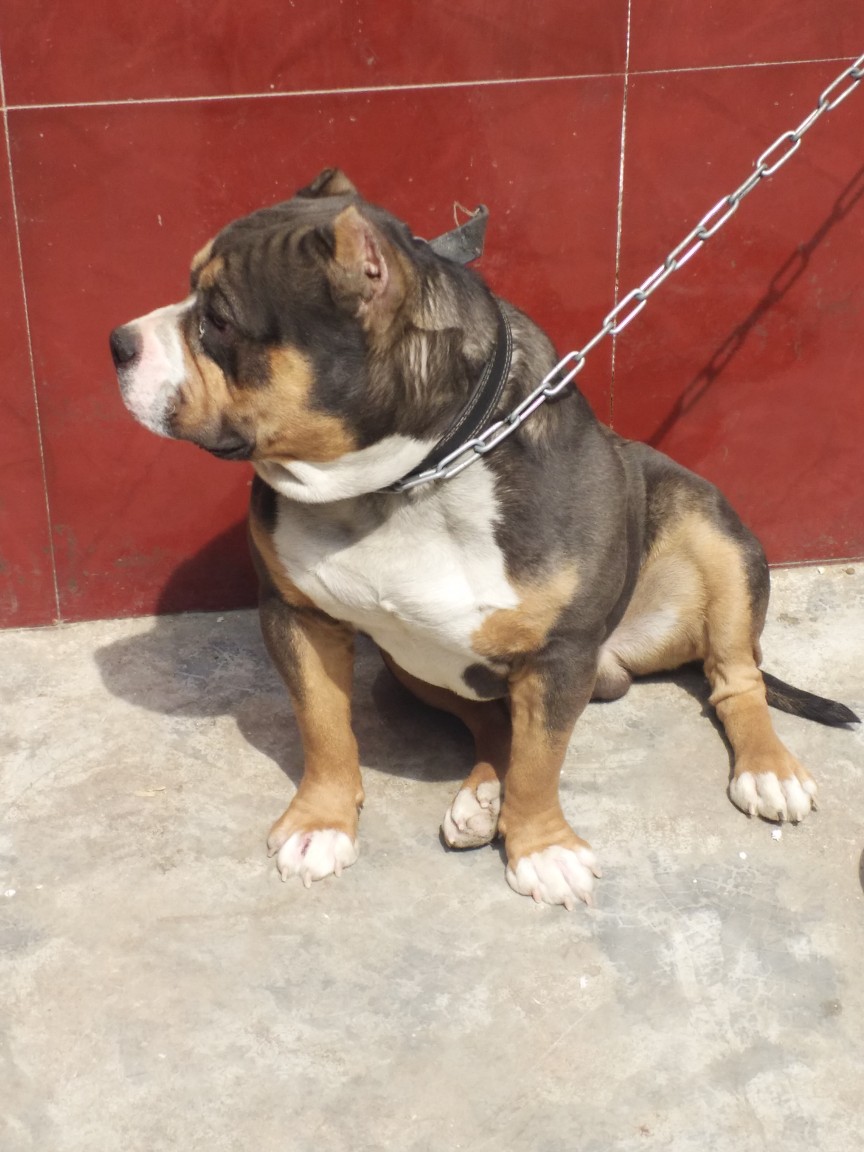 恶霸犬交易 - 猛犬俱乐部-中国具有影响力的猛