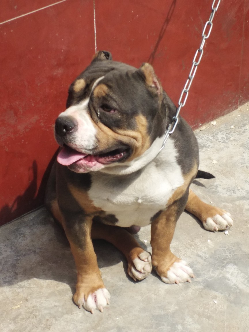 恶霸犬交易 - 猛犬俱乐部-中国具有影响力的猛