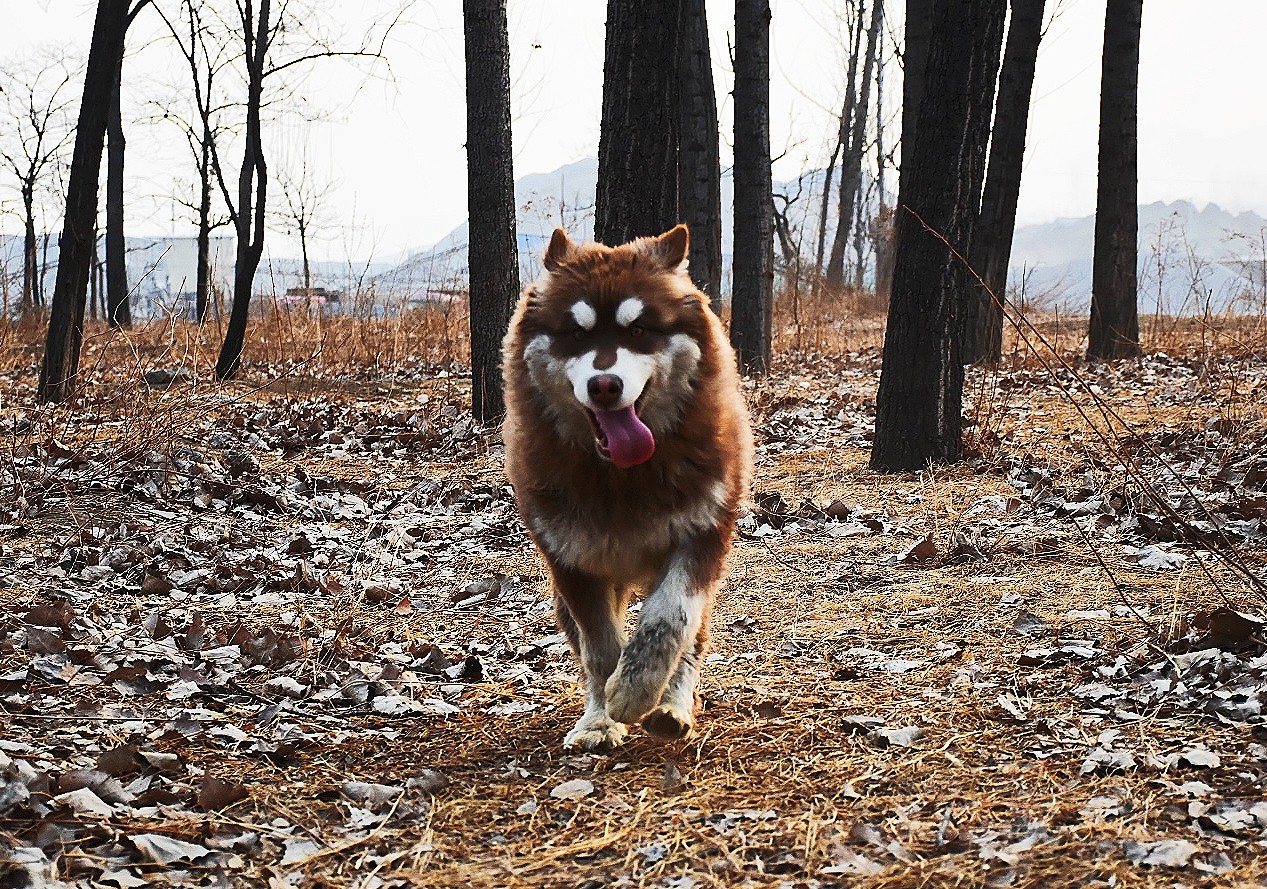 红十字阿拉斯加母犬骨量大毛量足性格不错喜欢球很听话