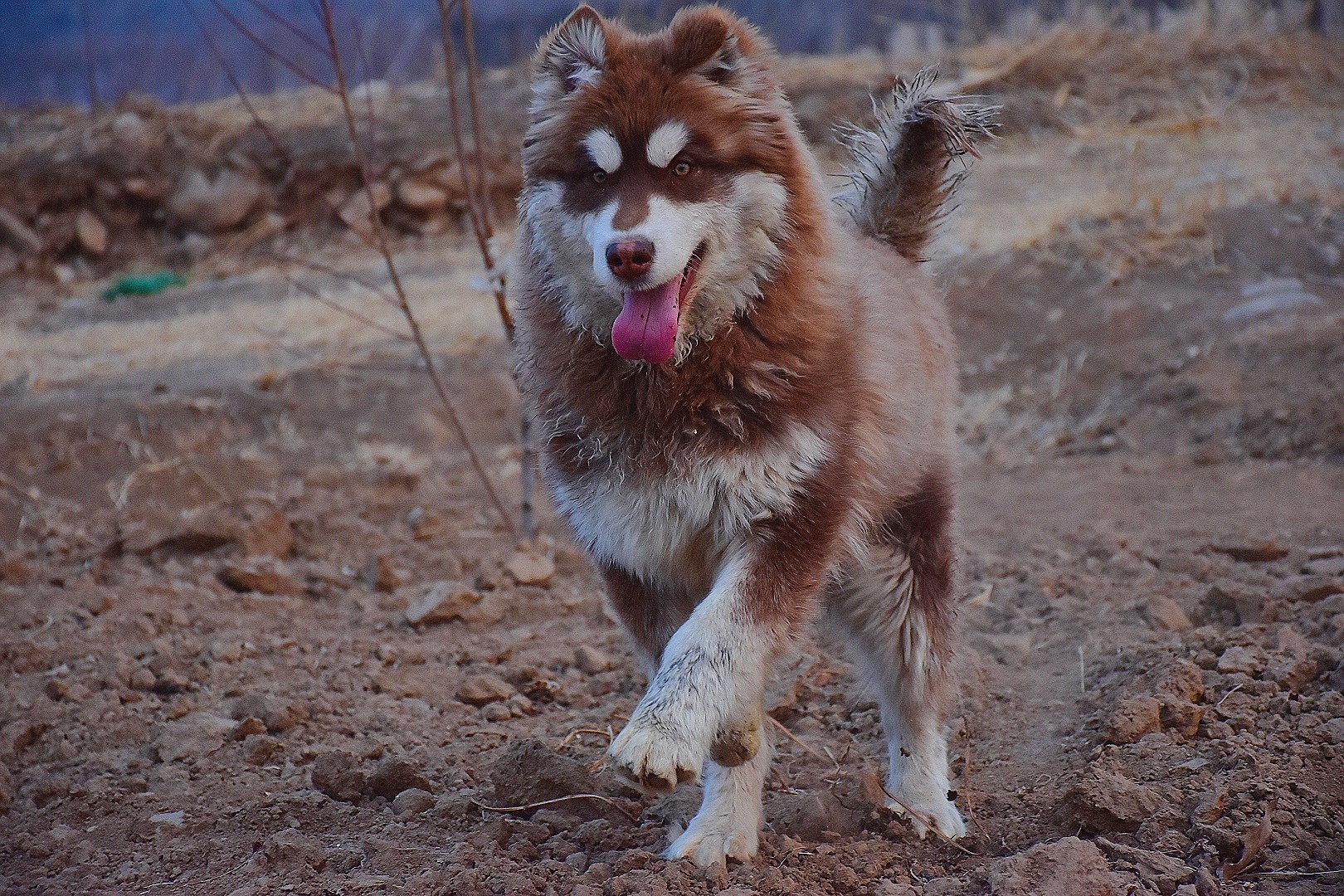 红毛阿拉斯加犬图片图片