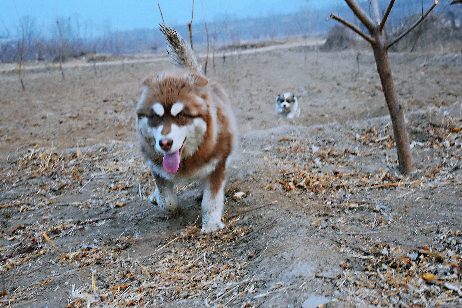 红十字阿拉斯加母犬骨量大毛量足性格不错喜欢球很听话