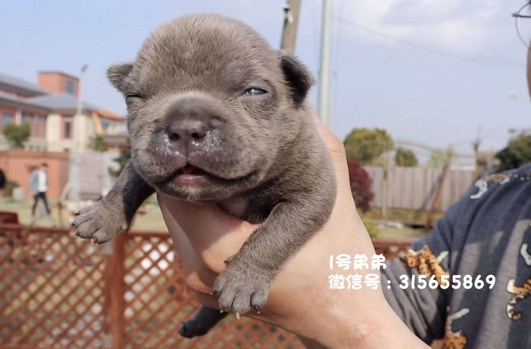 9只高品质恶霸犬幼犬诚意出售,先到先得 - 恶霸犬