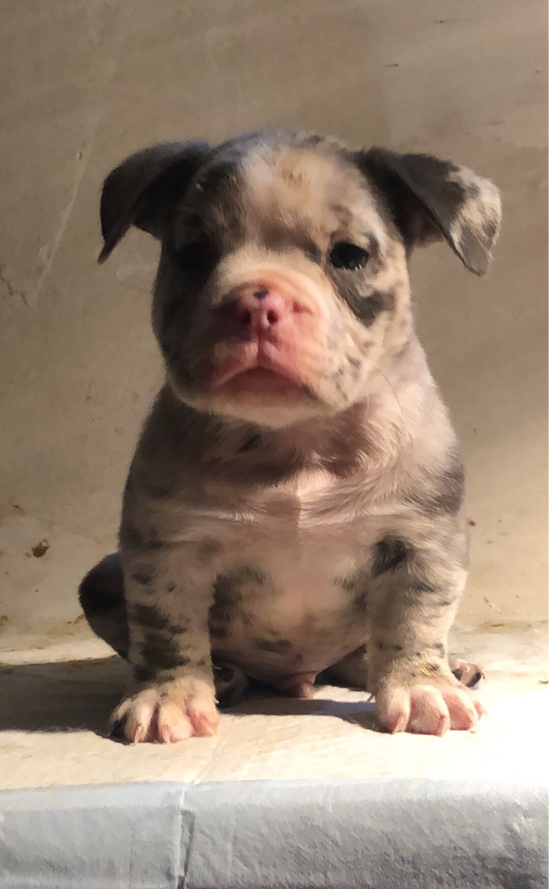 异色小公,三连拍