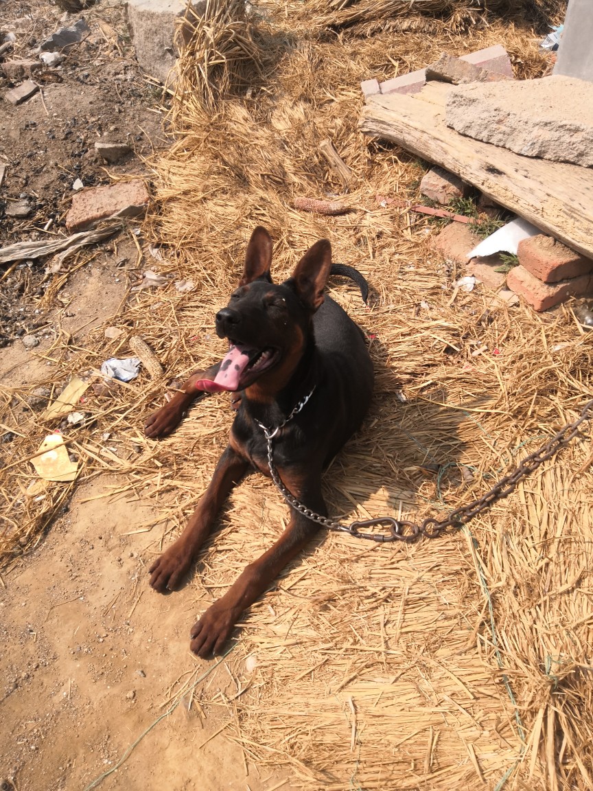 莱州红花舌小母优惠出.