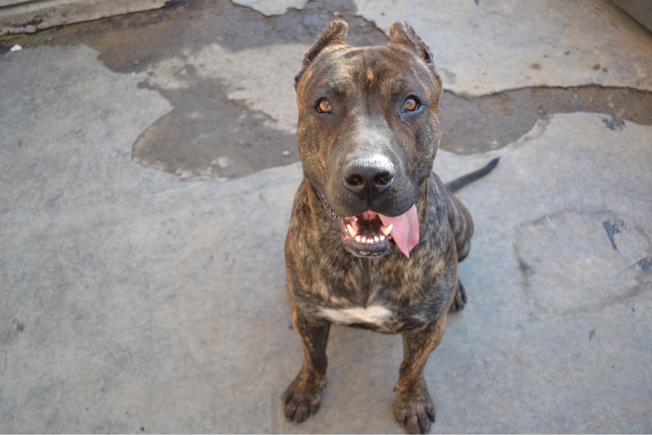 普雷萨加纳利 - 加纳利交易 - 猛犬俱乐部-中国具有影响力的猛犬网站 