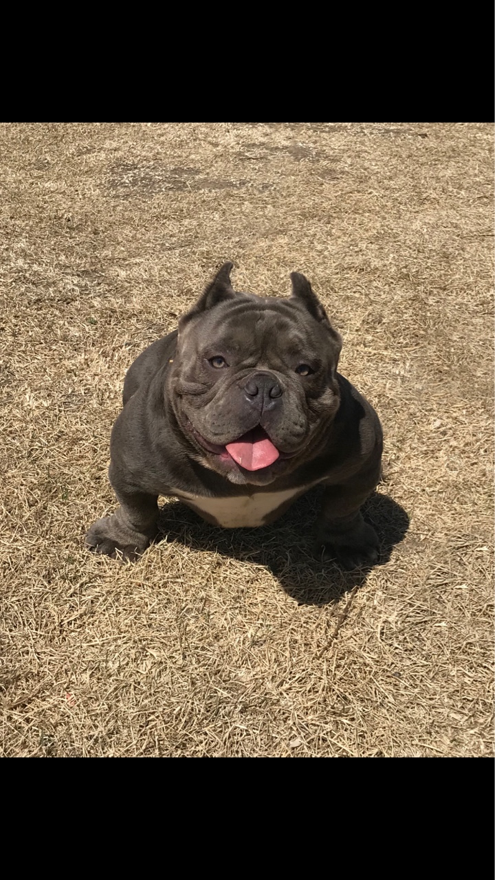 纯蓝恶霸种公,米血微体对外借配 - 恶霸犬交易