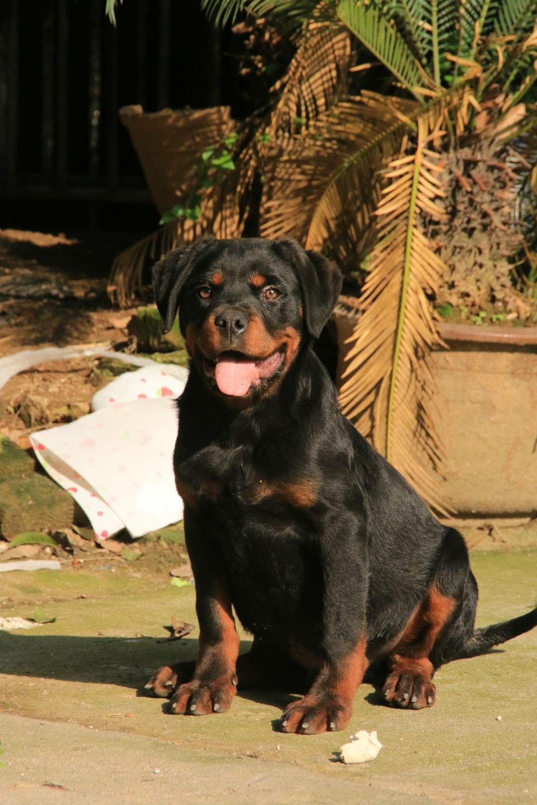 四个月小公狗 - 罗威纳交易 - 猛犬俱乐部-中国具有影响力的猛犬网站