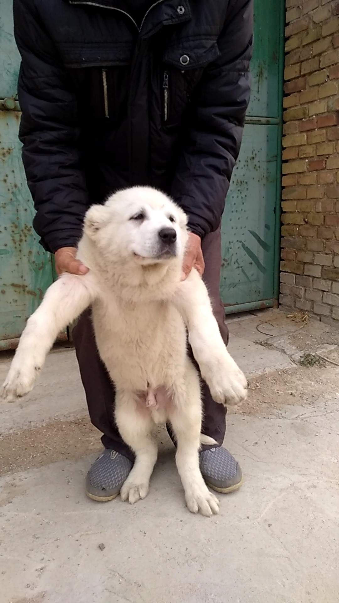 苏丹血纯白小公