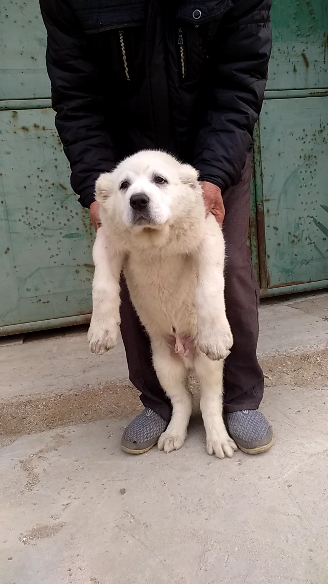 苏丹血纯白小公 - 中亚|高狼交易 - 猛犬俱乐部-中国具有影响力的猛犬