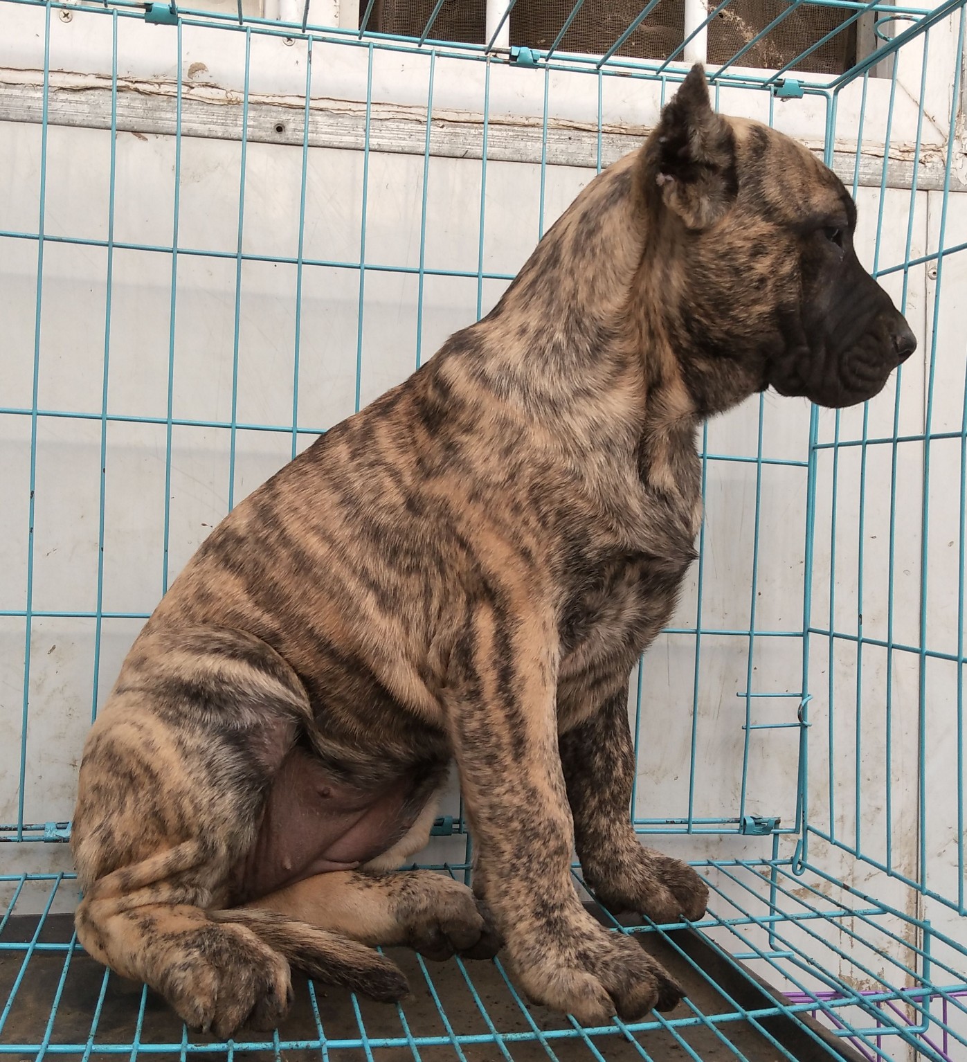 首页 69 犬种交易 69 加纳利交易 69 加纳利幼犬母出售,还有多