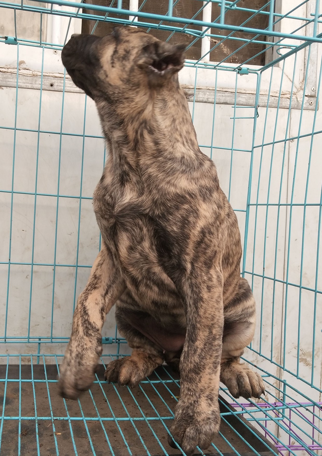 加纳利幼犬母出售,还有多条供选择