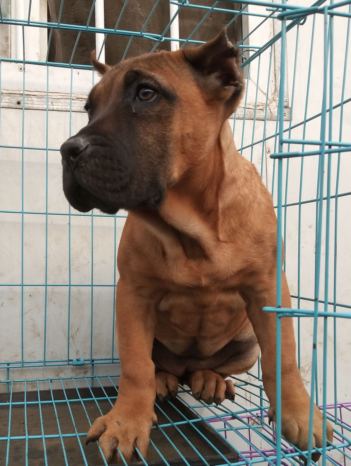 加纳利幼犬母出售,还有多条供选择