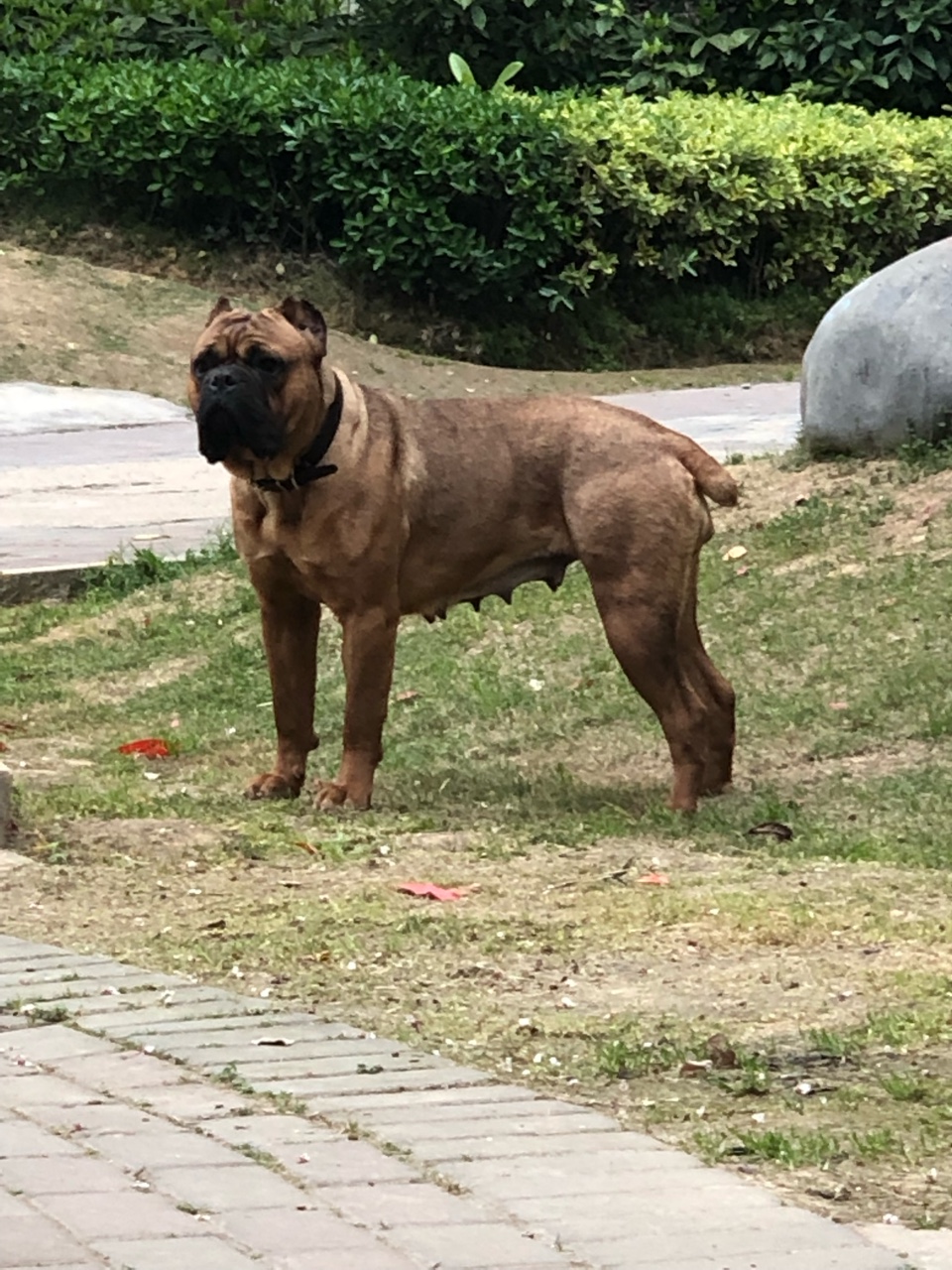 喜欢铁面卡斯罗的互相关注 - 卡斯罗交易 - 猛犬俱乐部-中国具有影响