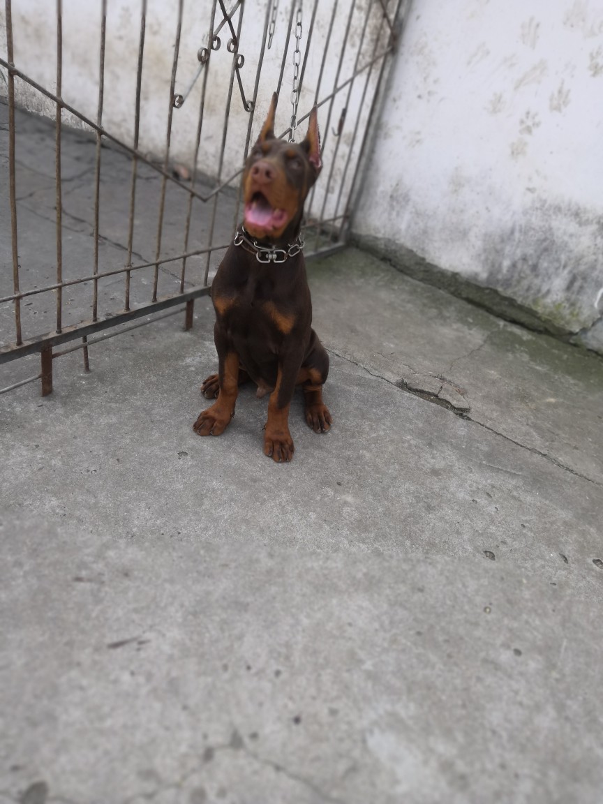 出售高品质双血统小杜宾 - 杜宾犬交易 - 猛犬俱乐部-中国具有影响力