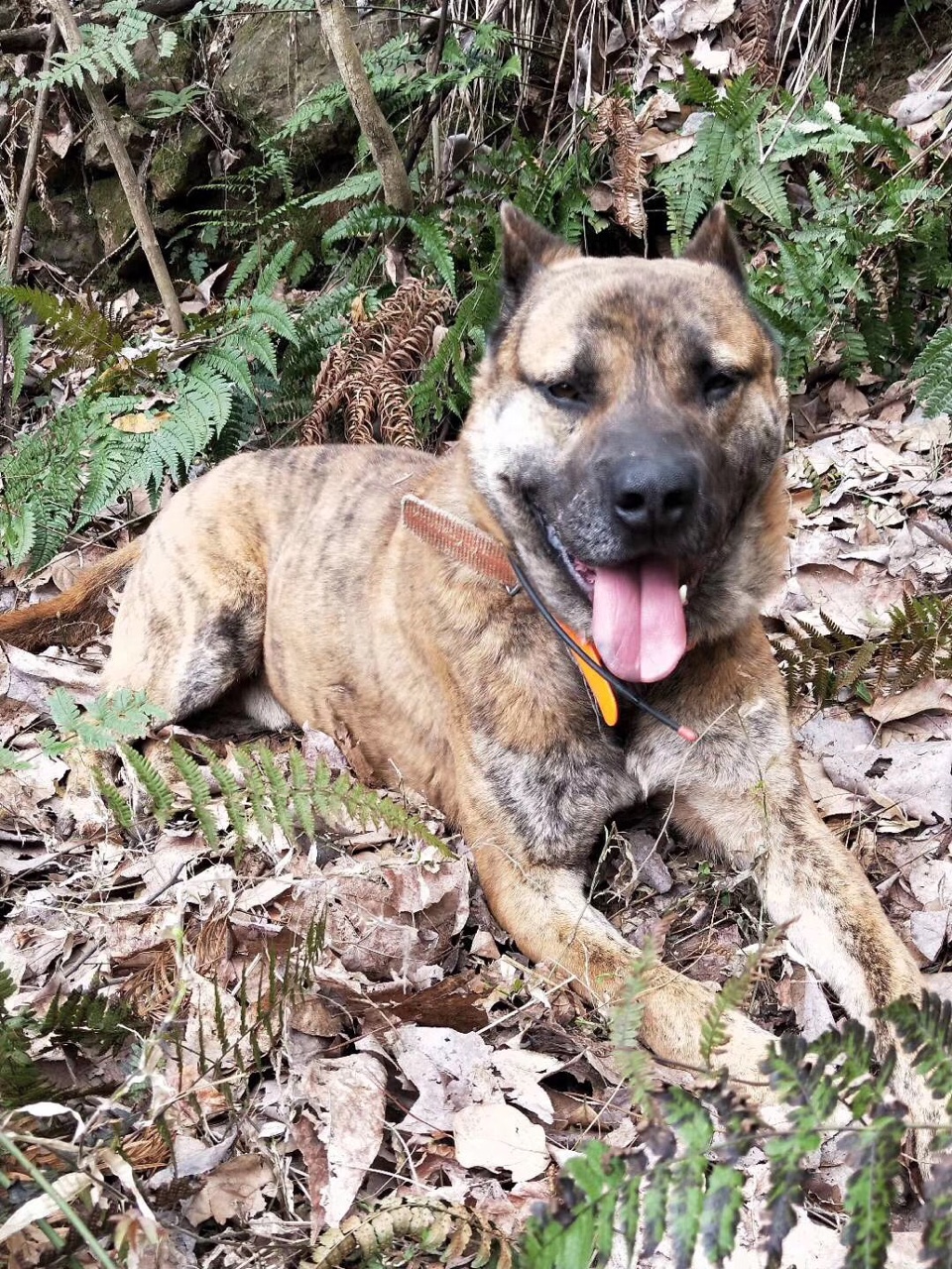 出售打猪师傅狗后代