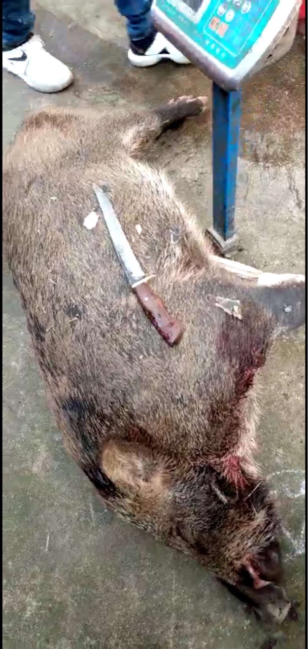 出售打猪师傅狗后代