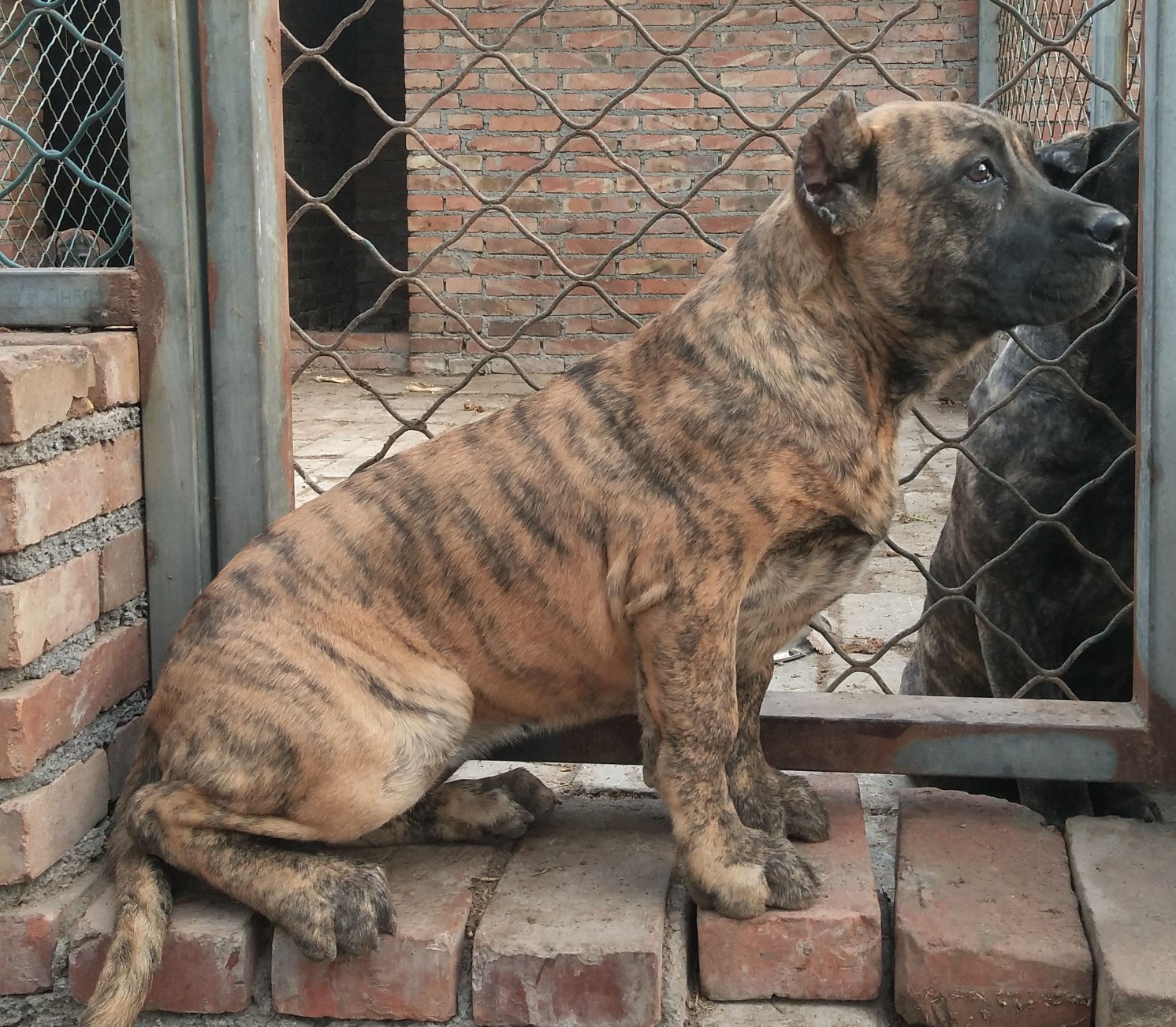 加纳利幼犬几条不错的苗子