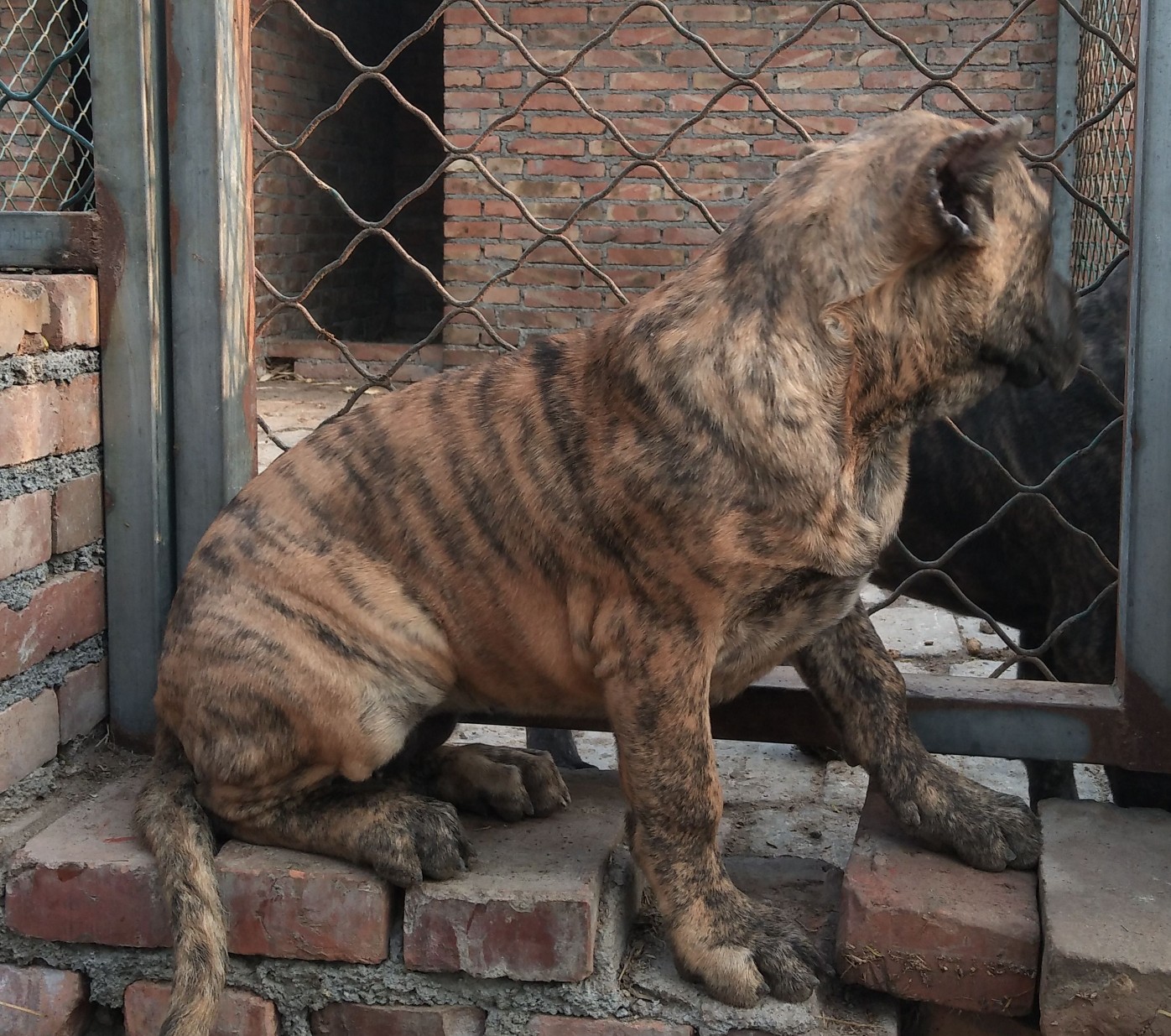 加纳利幼犬几条不错的苗子