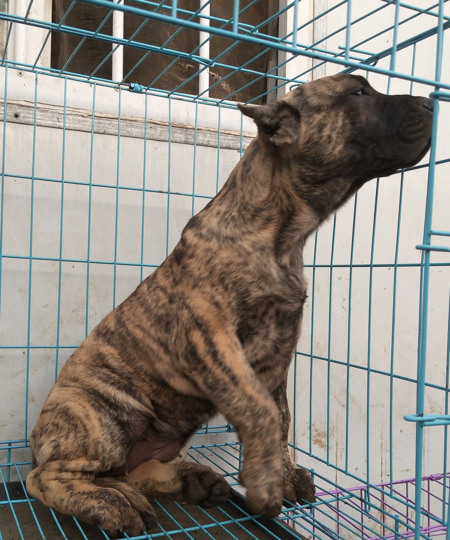 加纳利幼犬几条不错的苗子