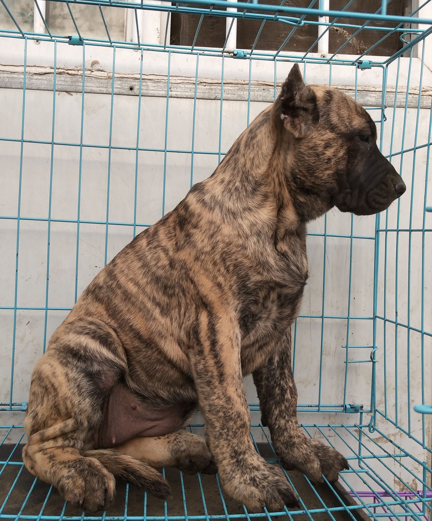 加纳利幼犬几条不错的苗子