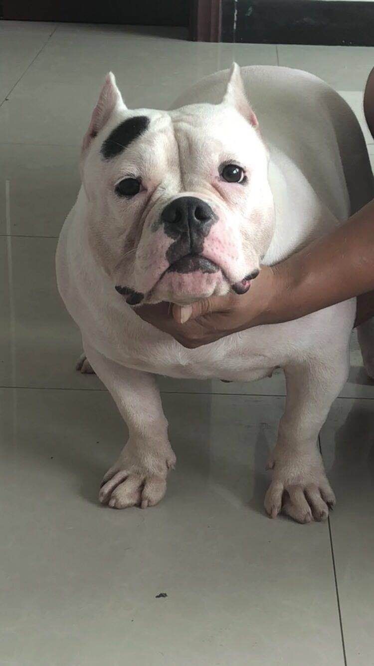 恶霸犬纯白稀有颜色 - 恶霸犬交易 - 猛犬俱乐部-中