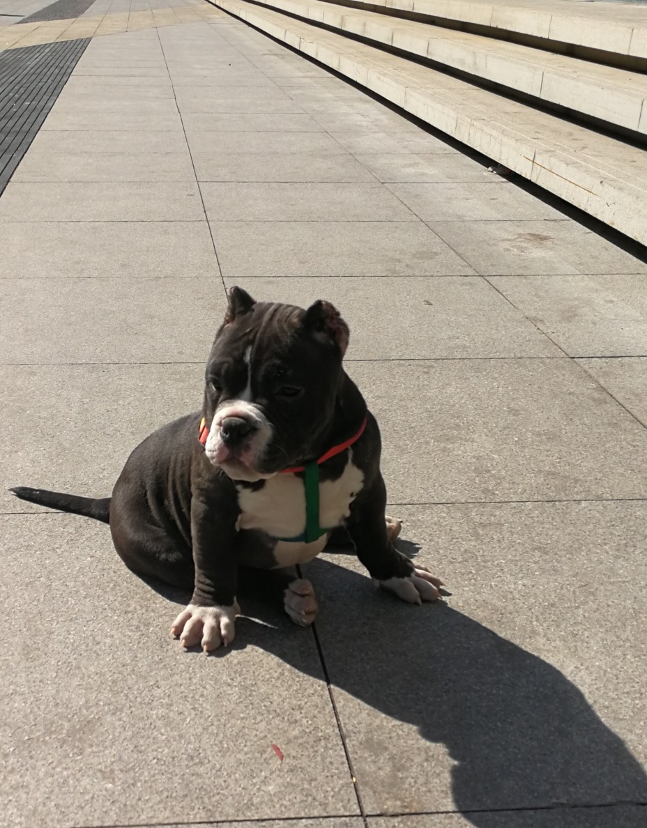 美国恶霸犬幼犬 - 恶霸犬交易 - 猛犬俱乐部-中国具