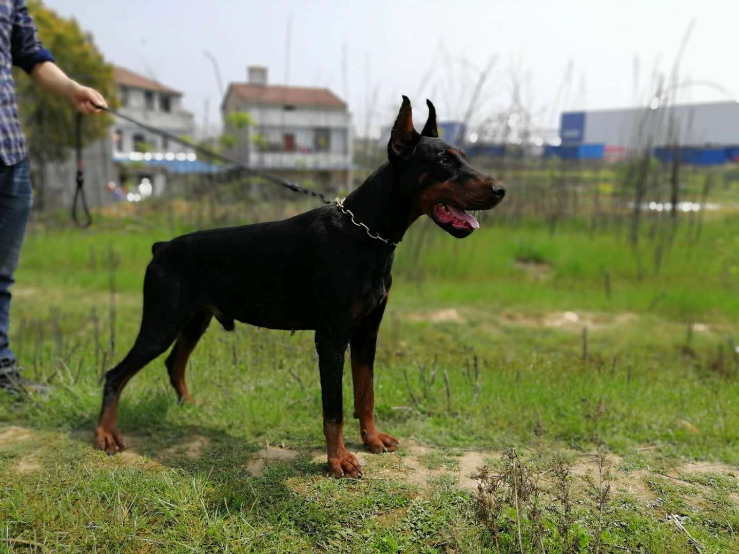 杜宾种公出售 - 杜宾犬交易 - 猛犬俱乐部-中国具有影响力的猛犬网站