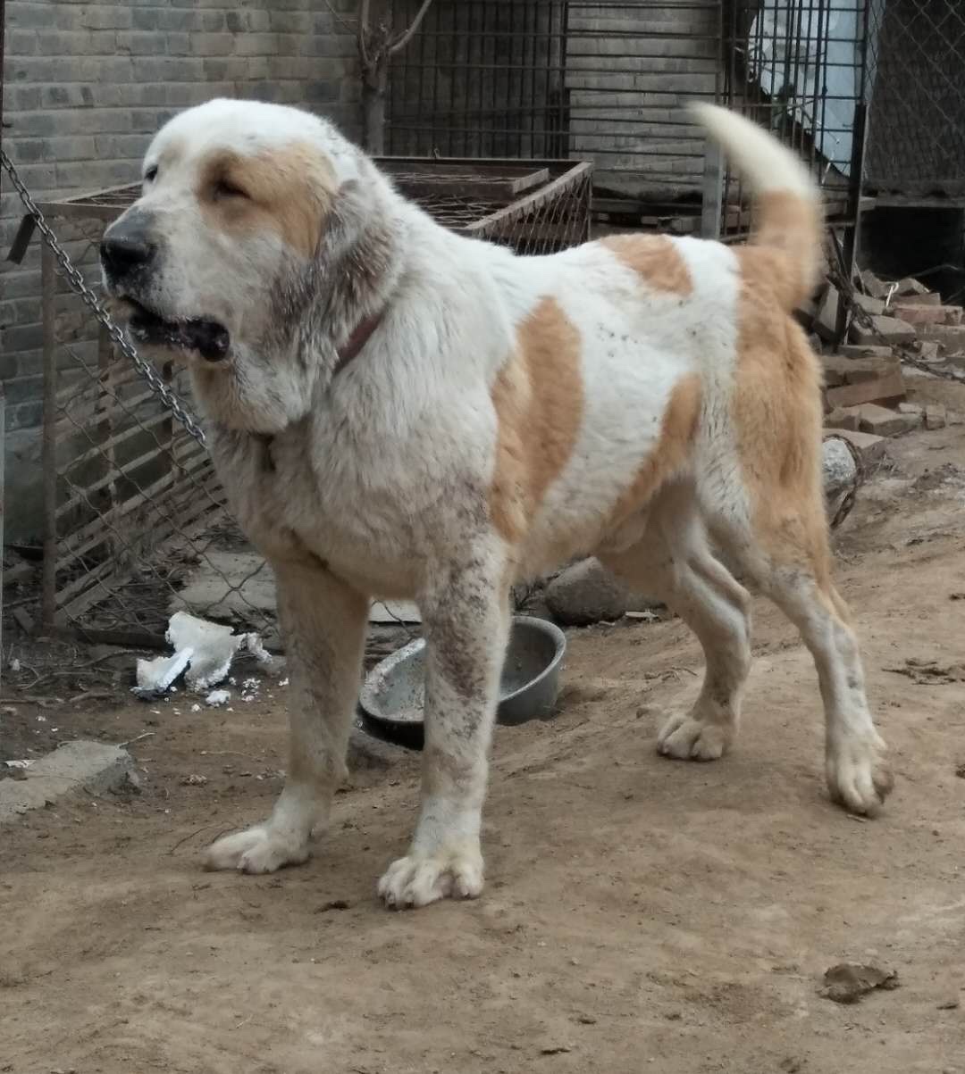 苏丹血3x3回血产物换中亚大母