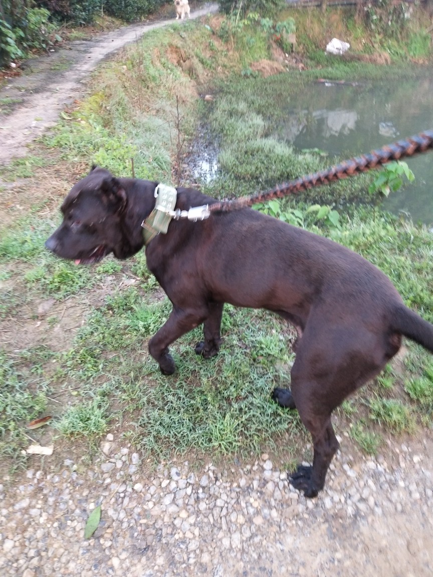 巨比《黑狼》优惠出售 - 综合竞技犬交易 - 猛犬俱乐部-中国具有影响