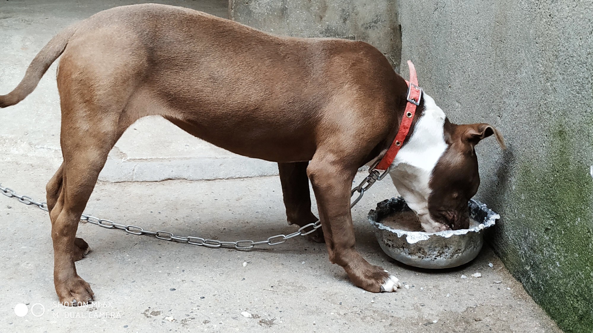 巴克 紅色警戒 - 比特犬交易 - 猛犬俱樂部-中國具有影響力的猛犬網站