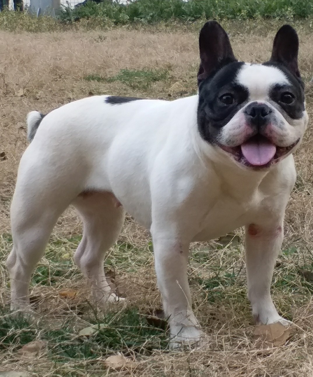 大家帮忙看看这窝宝宝怎样啊 - 法牛|英牛 - 猛犬俱乐部-中国具有影响