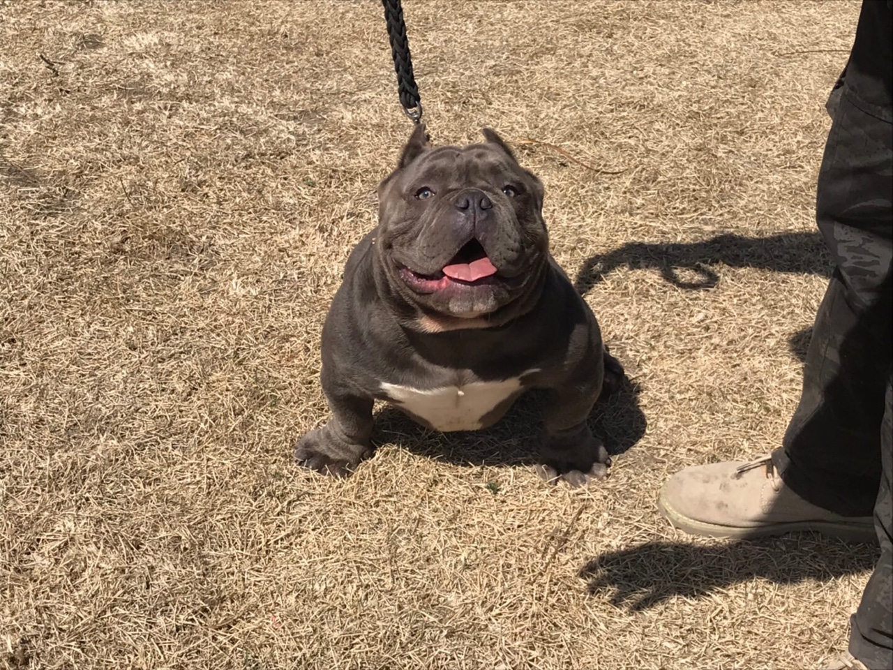 纯蓝恶霸种公米血微体对外借配