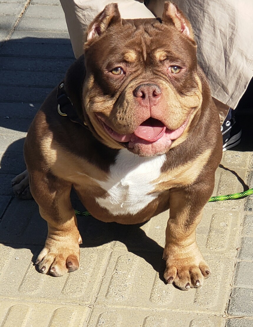 微信15376130362 - 美国恶霸犬交易 - 猛犬俱乐部-中