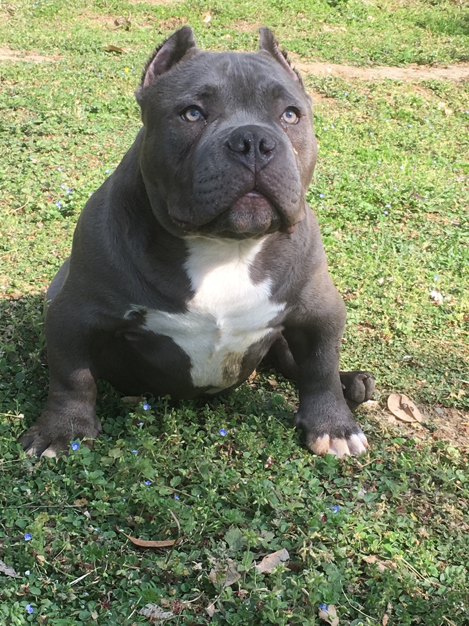 求购恶霸犬微体公