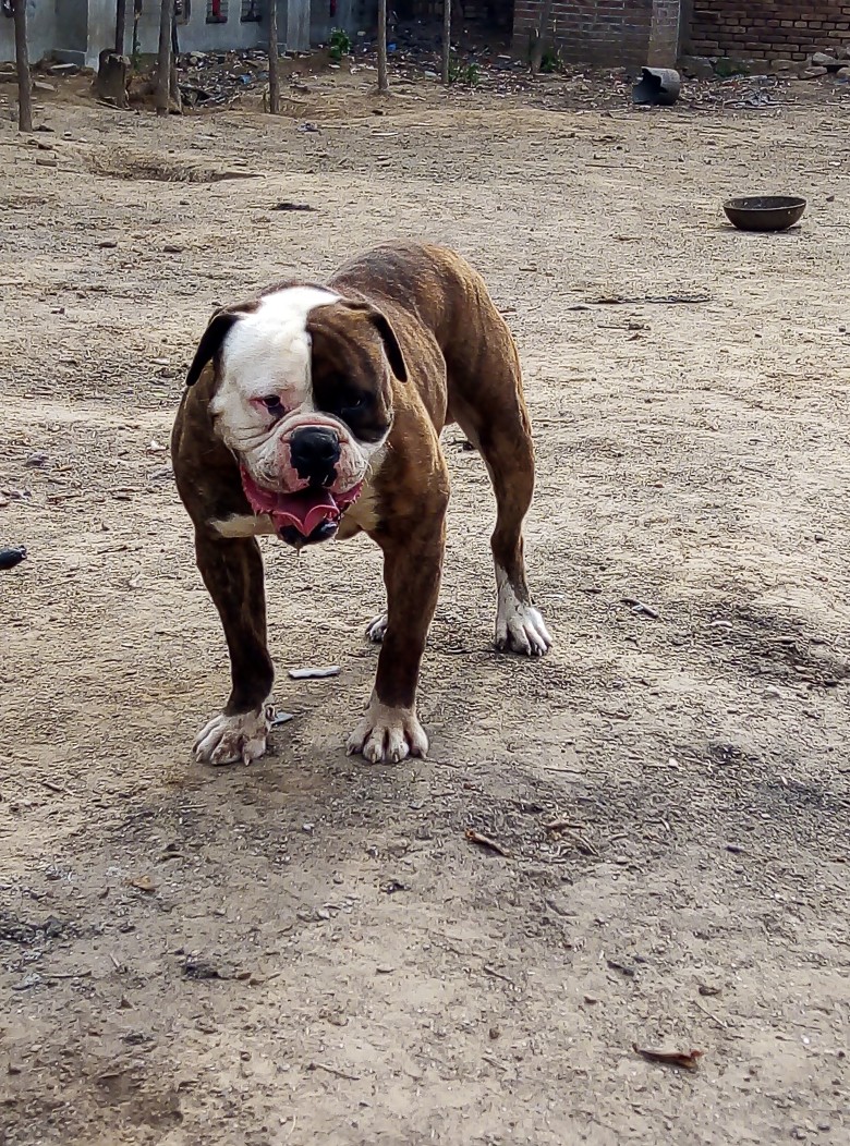 虎皮色美国斗牛犬约起来