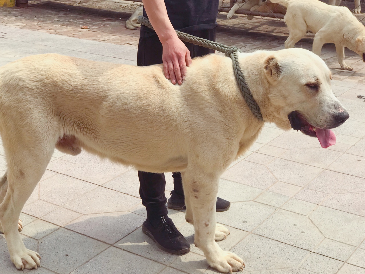 纯白色中亚 - 中亚|高狼交易 - 猛犬俱乐部-中国具有影响力的猛犬网站