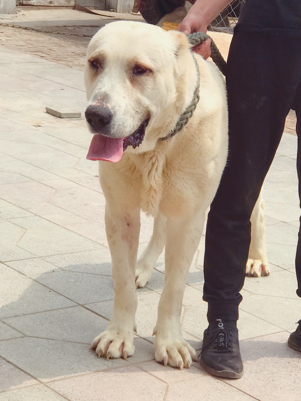 纯白色中亚 - 中亚|高狼交易 - 猛犬俱乐部-中国具有影响力的猛犬网站