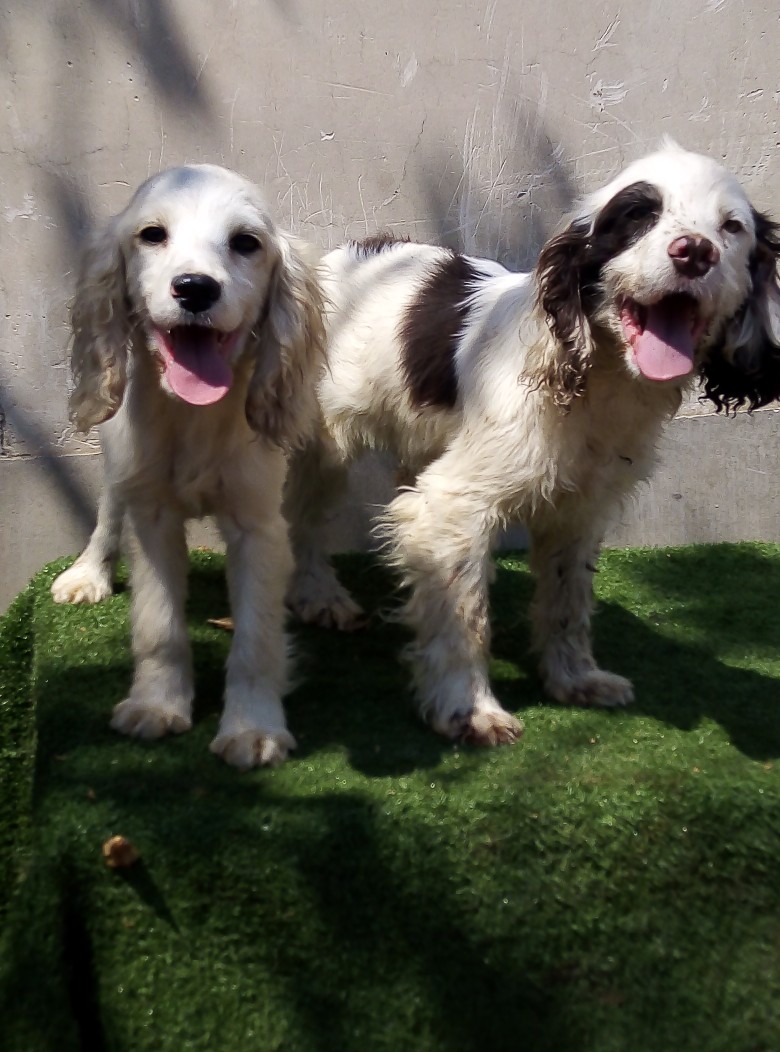 缉毒犬史宾格犬