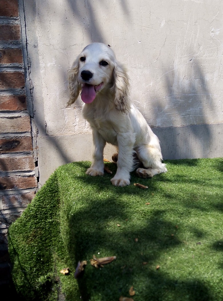 缉毒犬史宾格犬