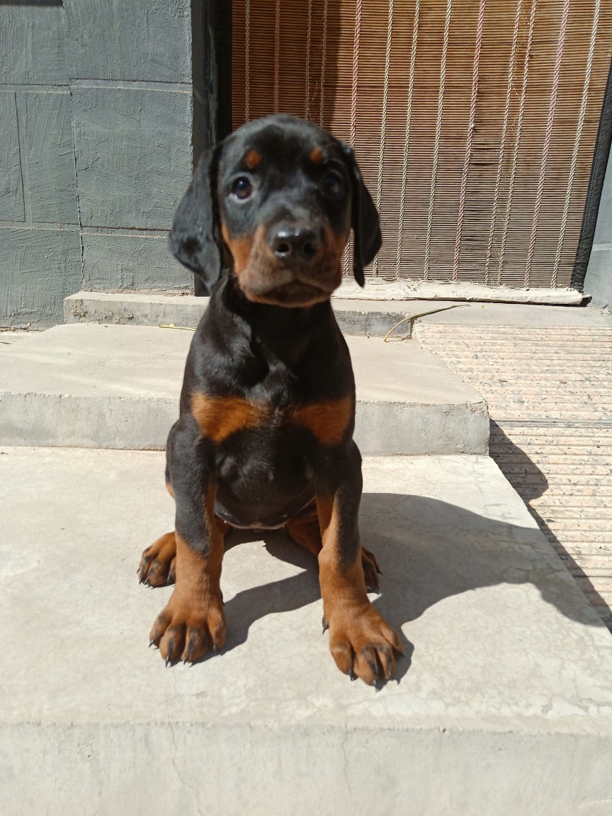 德系杜宾犬幼犬小母出售价格不高