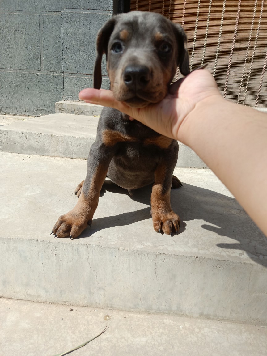 灰色杜宾犬杜宾犬幼犬灰色杜宾犬幼犬蓝色杜宾犬幼犬