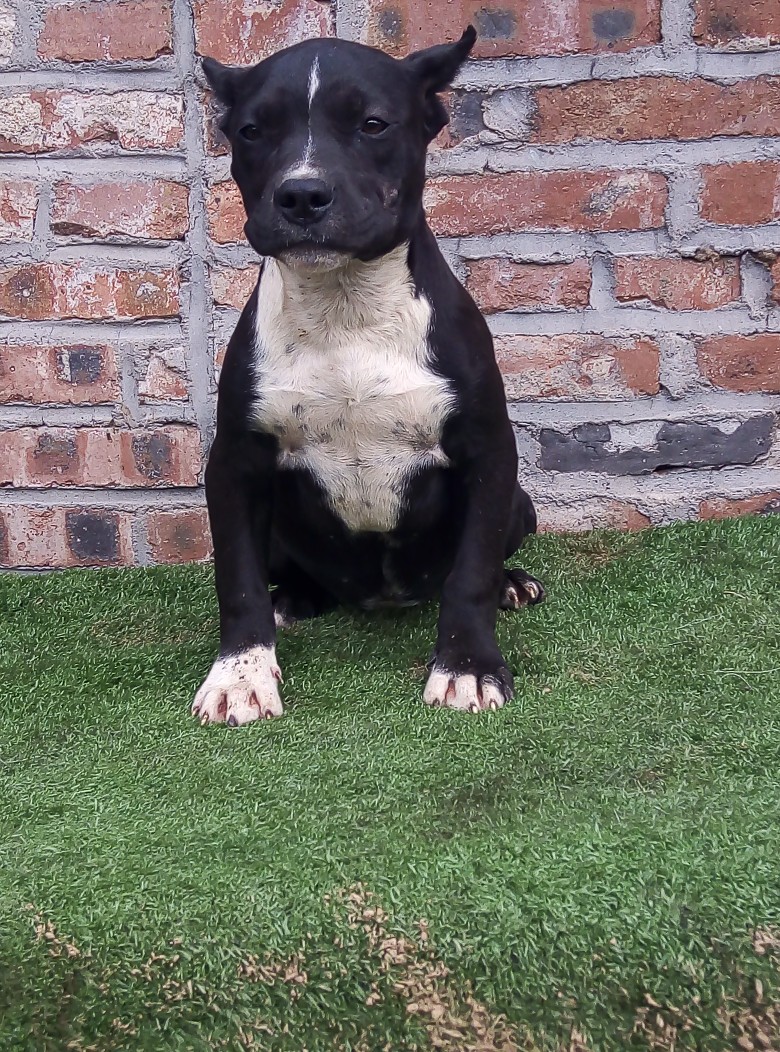 斯塔福犬四个月母