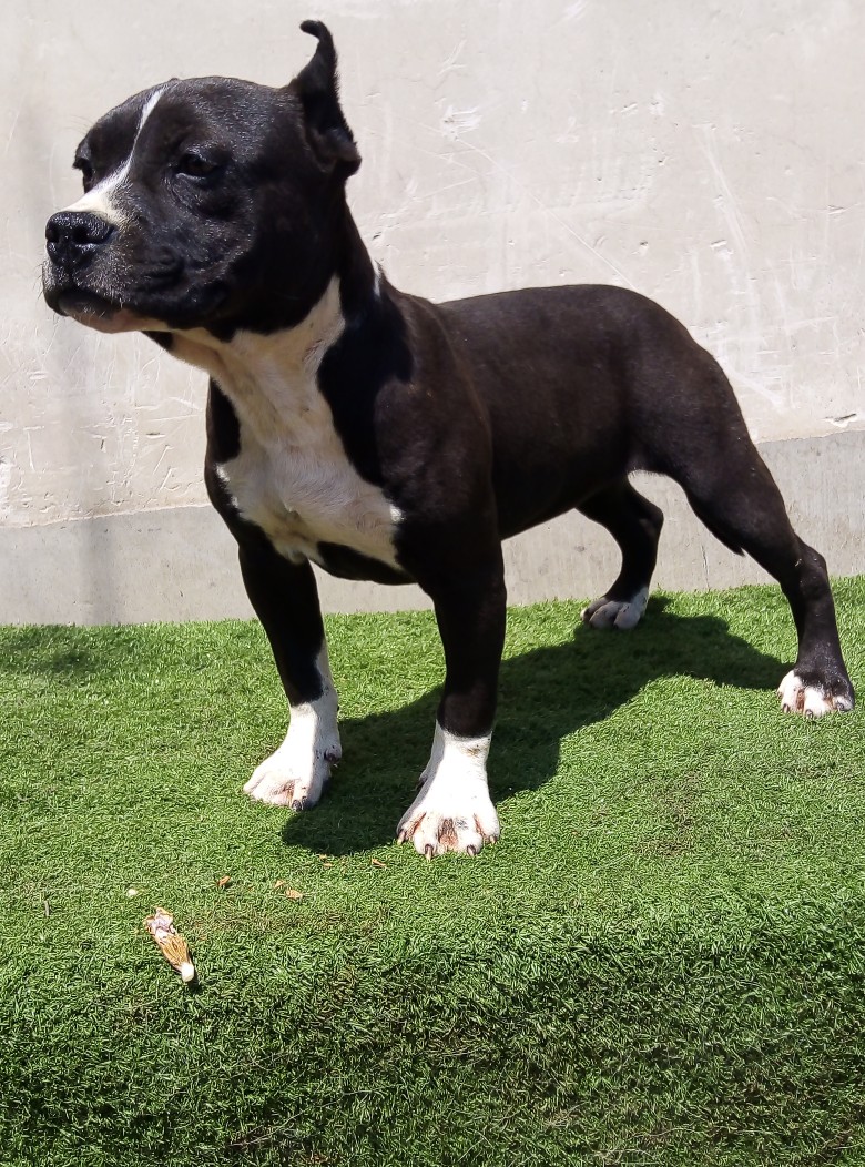 斯塔福犬四个月母