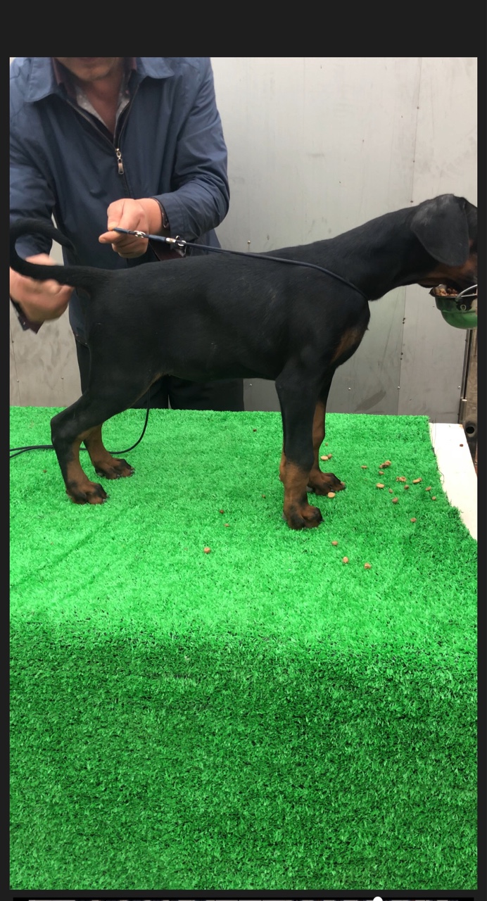 小龙来自欧洲,他的孩子亮亮相 - 杜宾犬 - 猛犬俱乐部-中国具有影响力