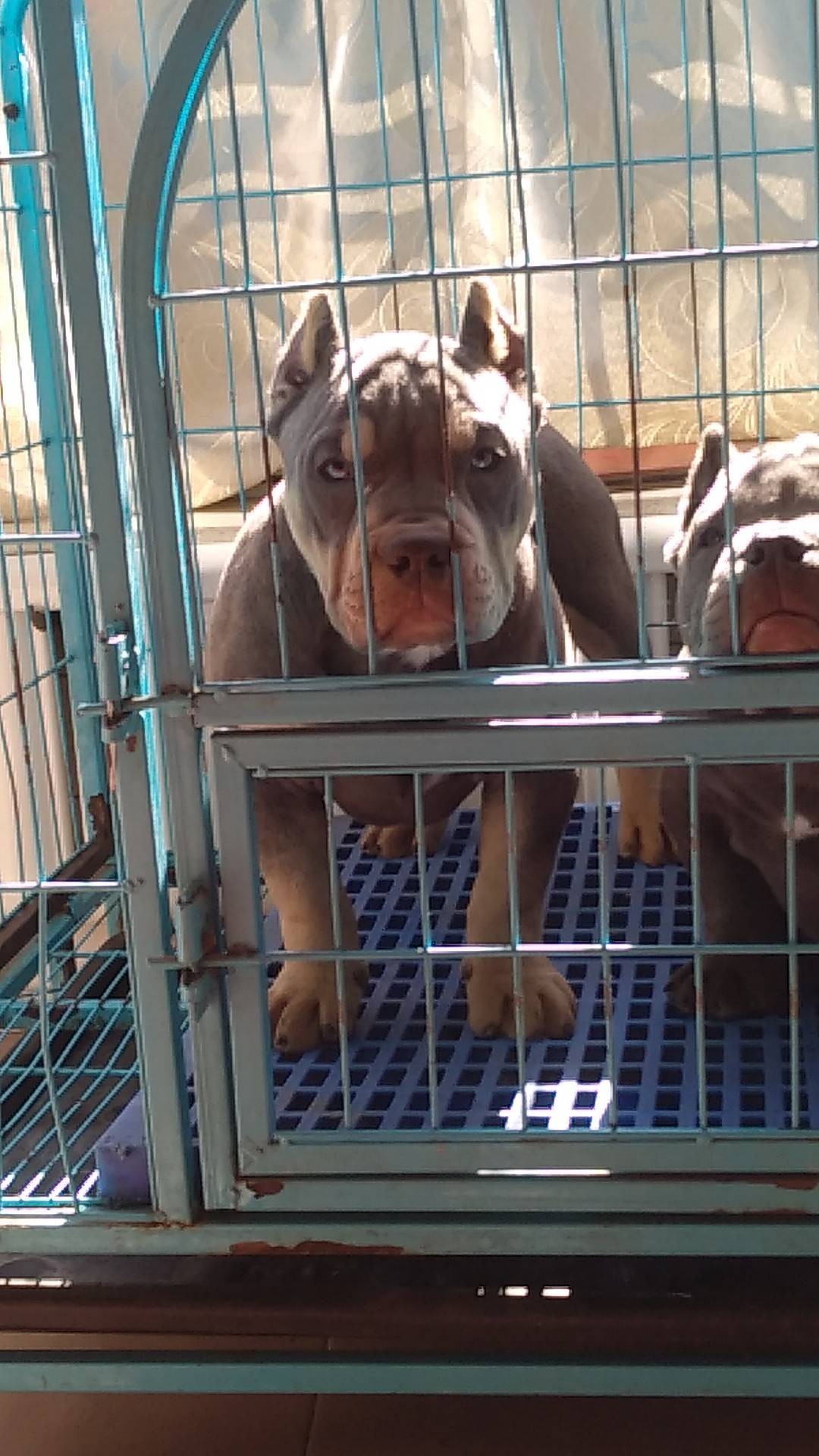 最后一只蓝三色小母