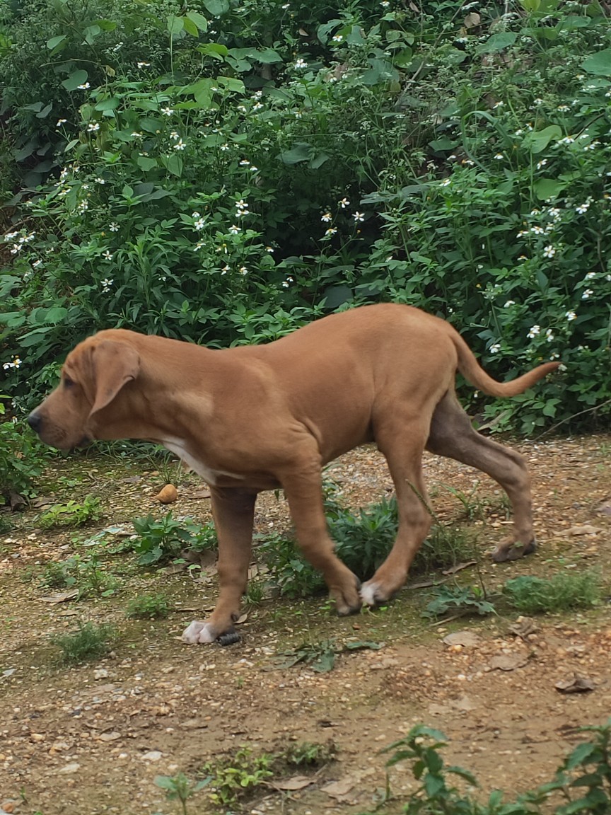 郑州库达犬出售图片