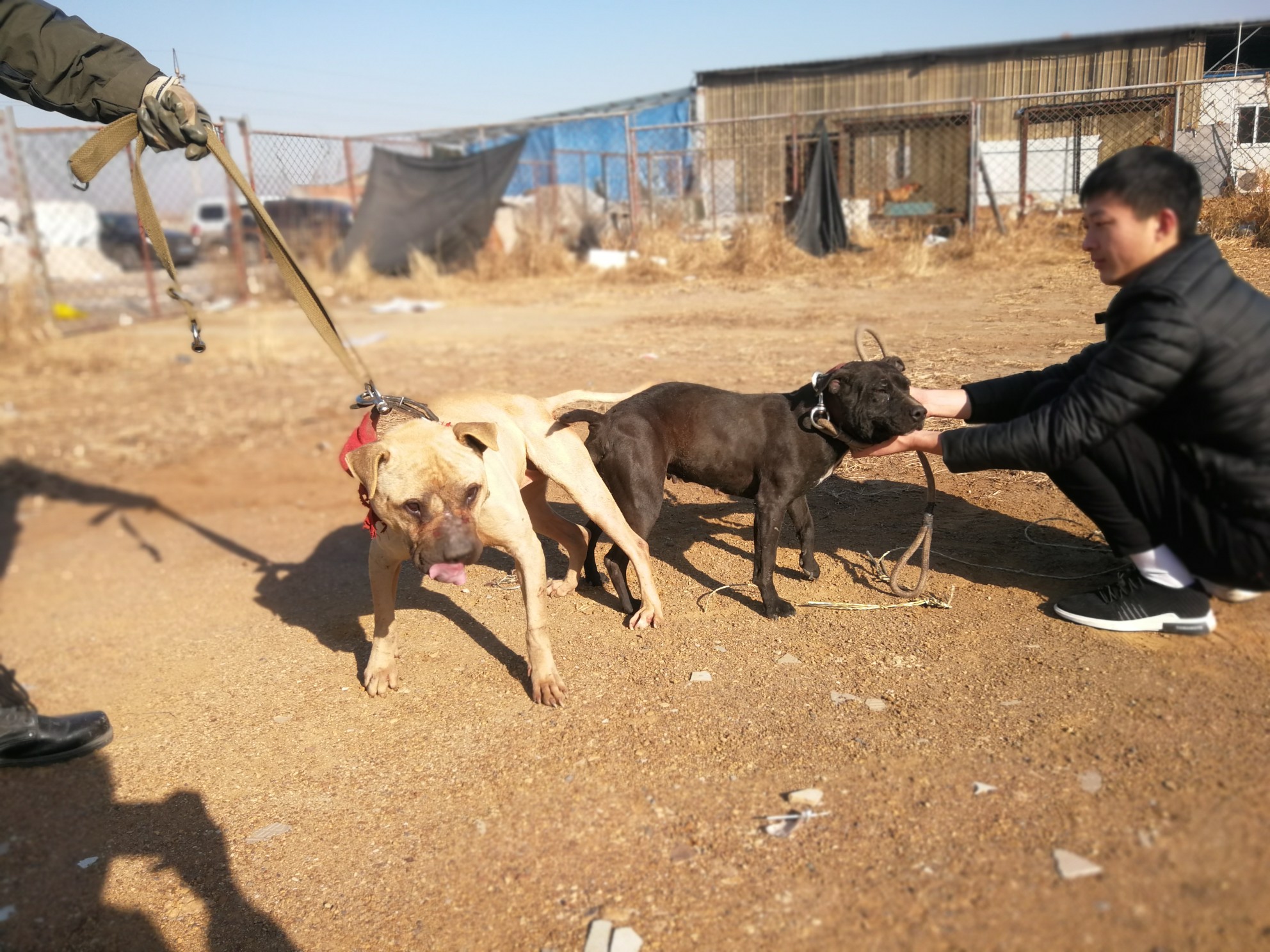 低价出售冯向军的耶鲁后代一窝 - 比特犬交易 - 猛犬俱乐部-中国具有