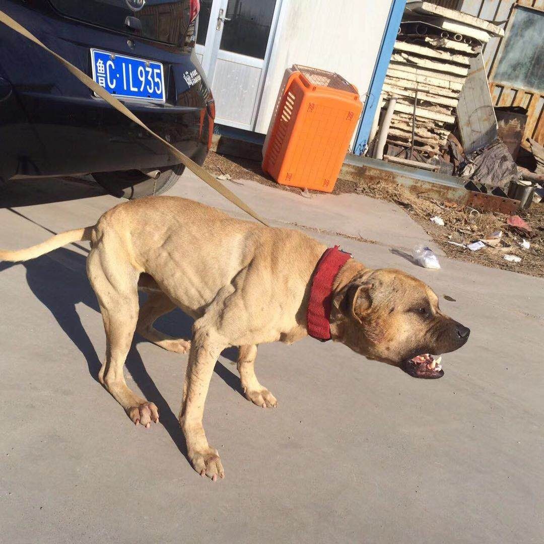 低价出售冯向军的耶鲁后代一窝 - 比特犬交易 - 猛犬俱乐部-中国具有